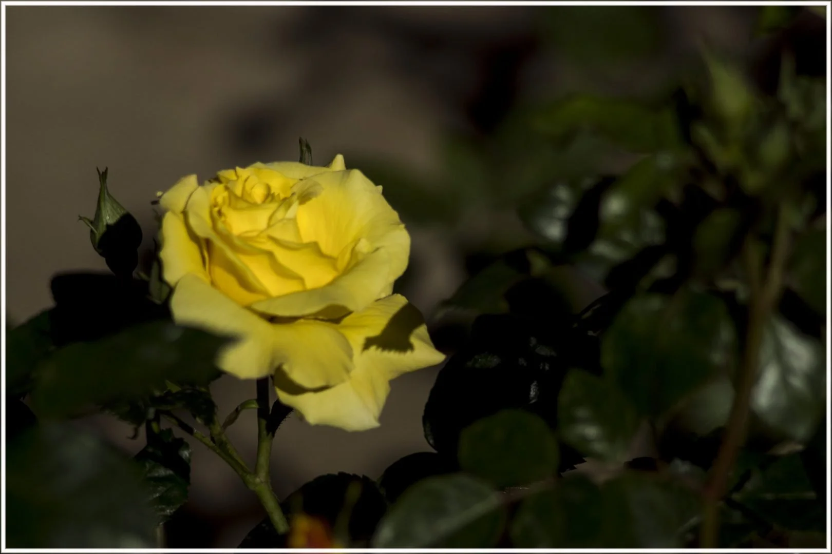 Roses-16.jpg