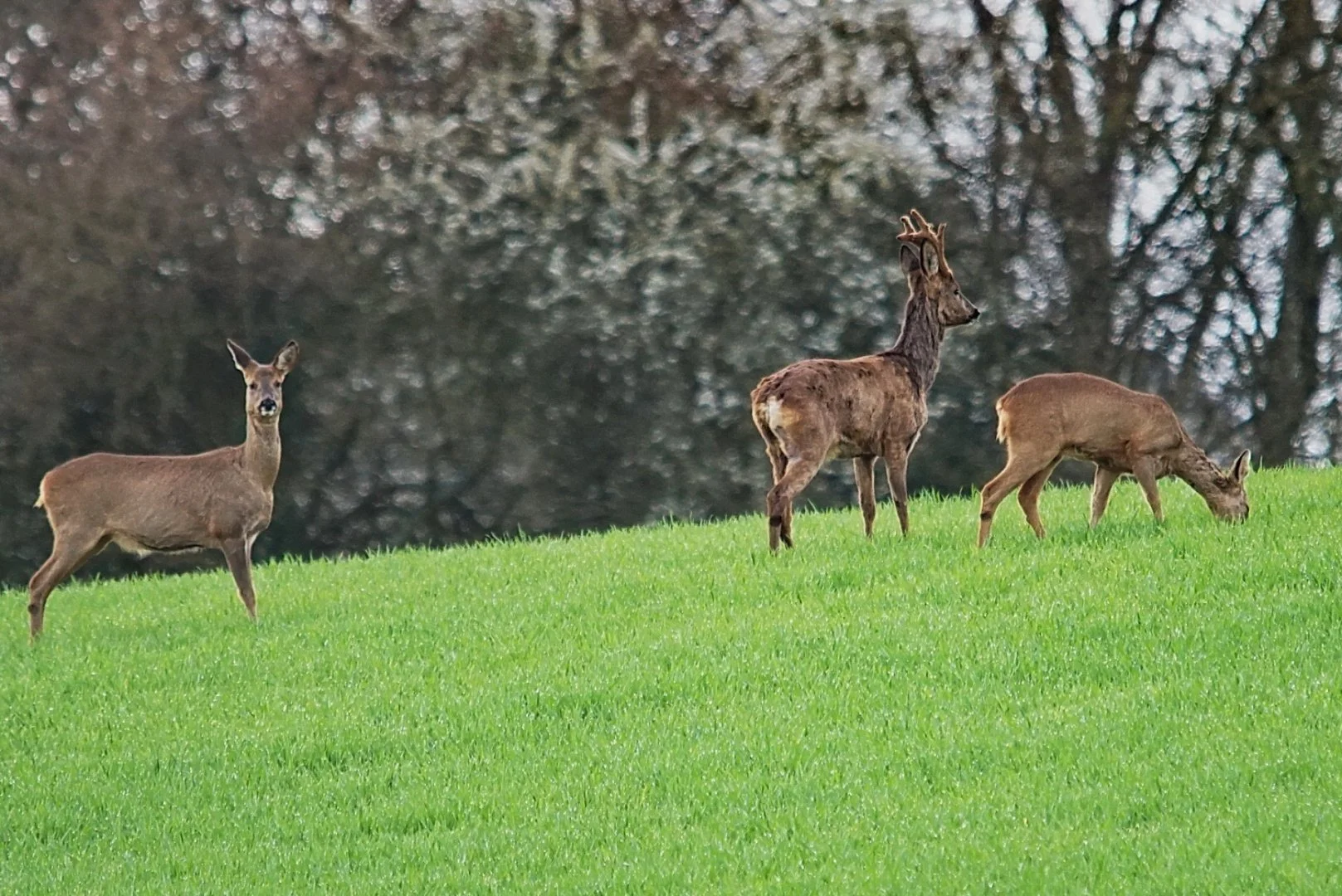 Attention-un-photographe-1.jpg