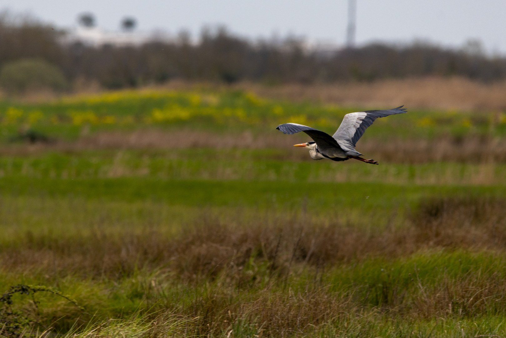 Heron-cendre.jpg