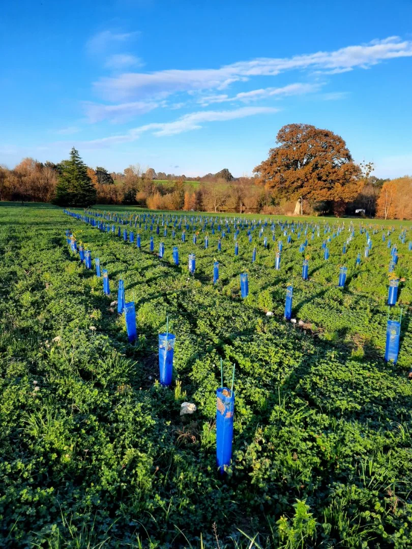Plantations-en-lignes.jpg