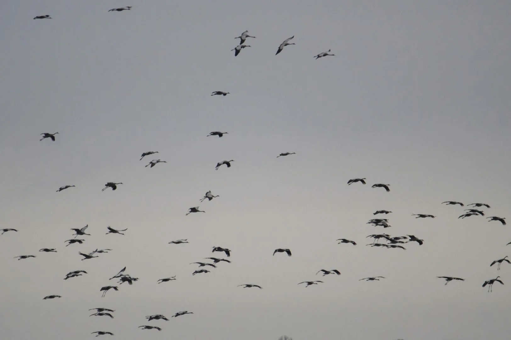 Groupe_De_Grues_Cendrees_F6_3_1-320sec_1600Iso_600mm-.jpg