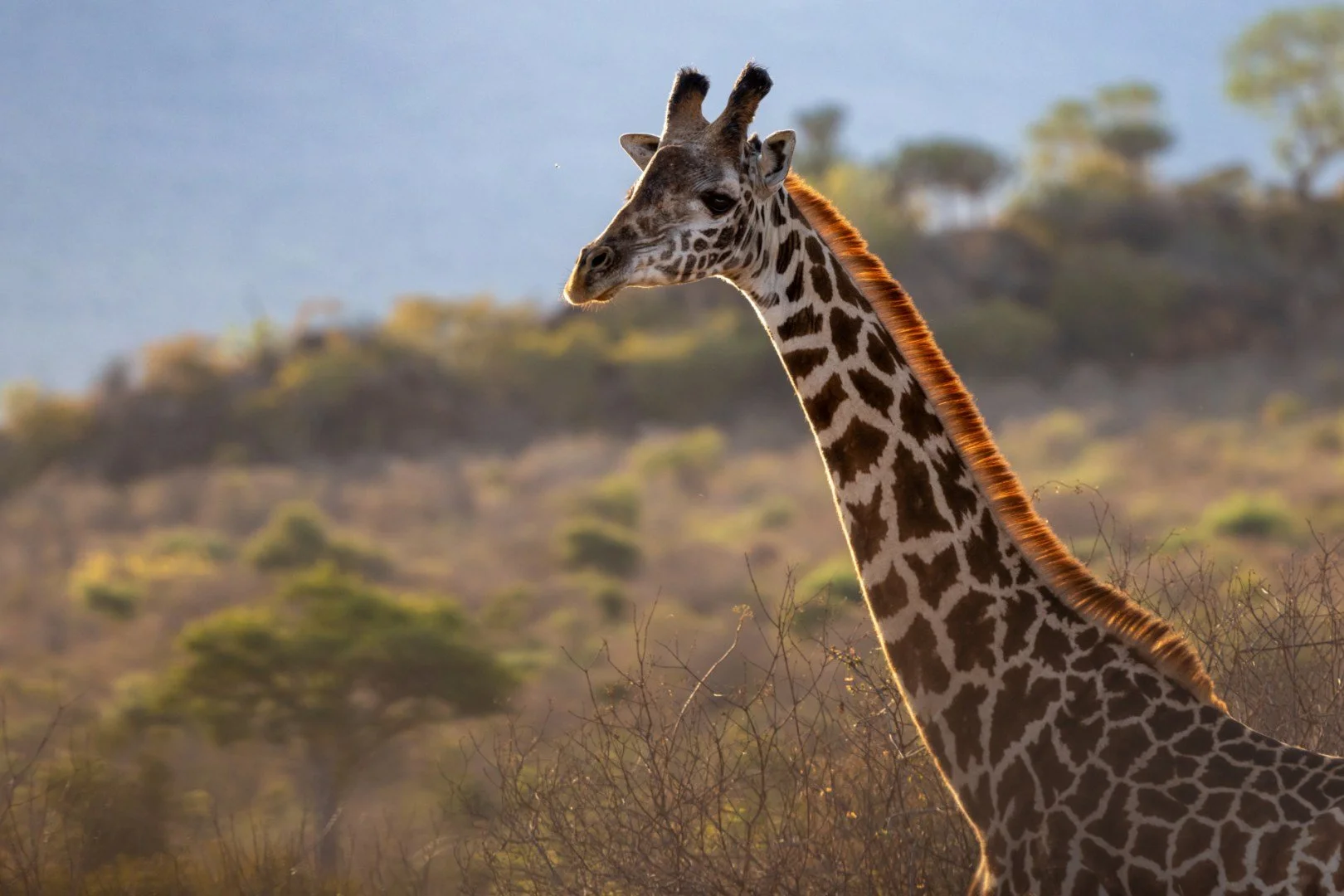 RG_1024_Girafe.jpg