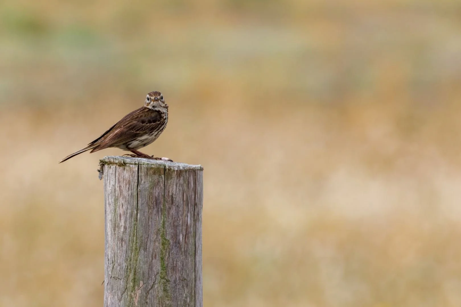 Pipit-farlouse.jpg
