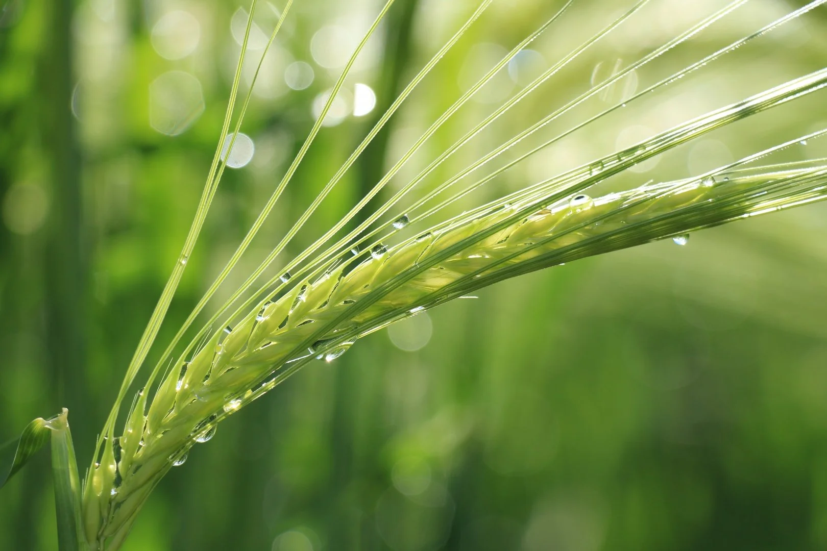 Rendez-vous au jardin 2019