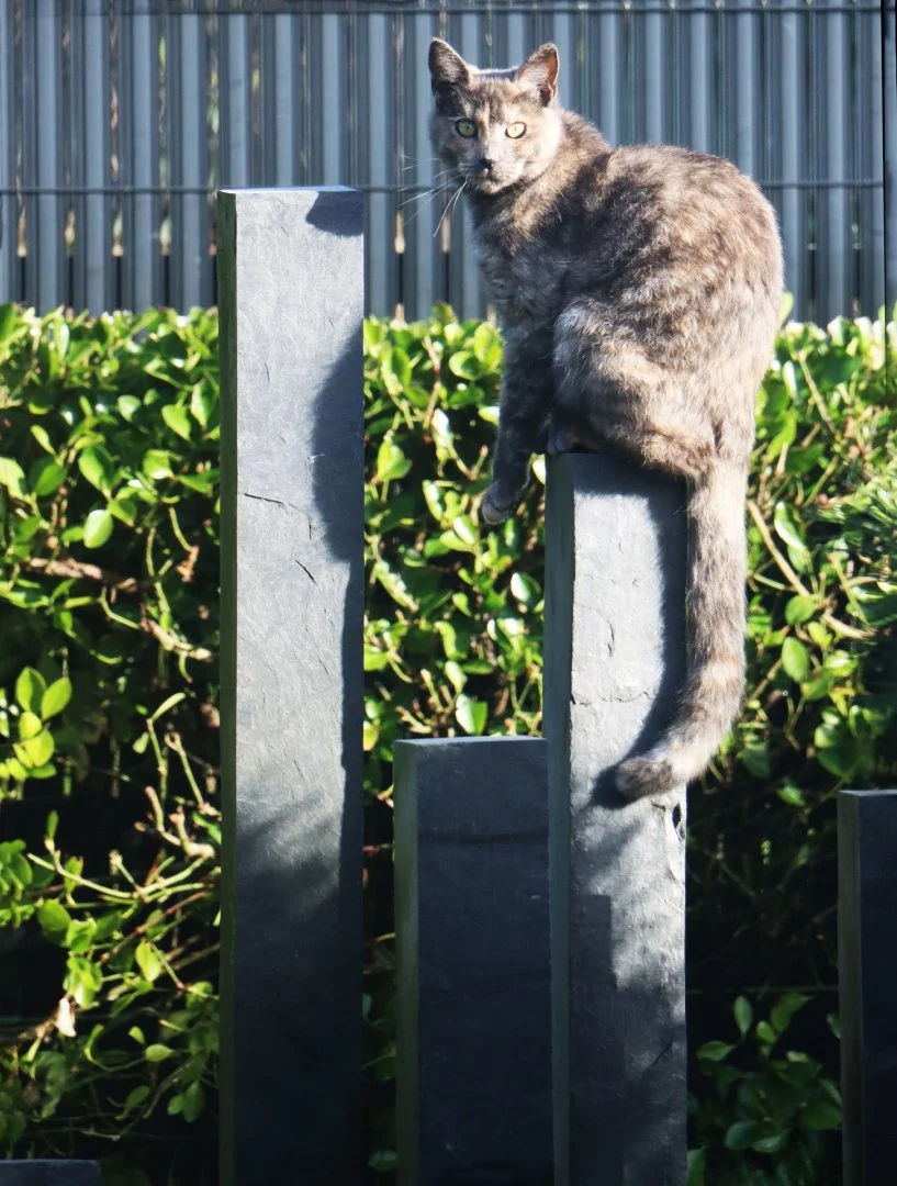 Chat-perche_gc.jpg