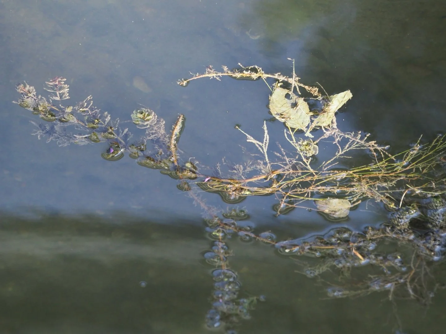 Tableau-Aquatique-.jpg