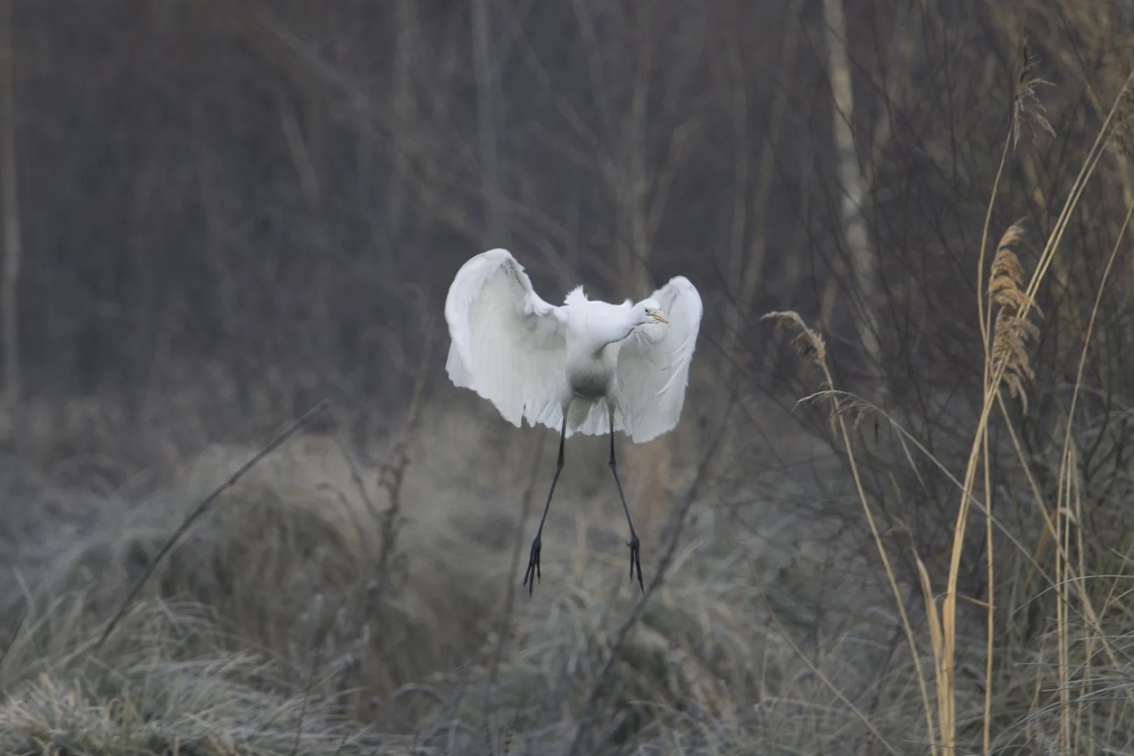 pf_01_22-1_320s-f6_3-600mm-ISO800-Heron-blanc-3.jpg