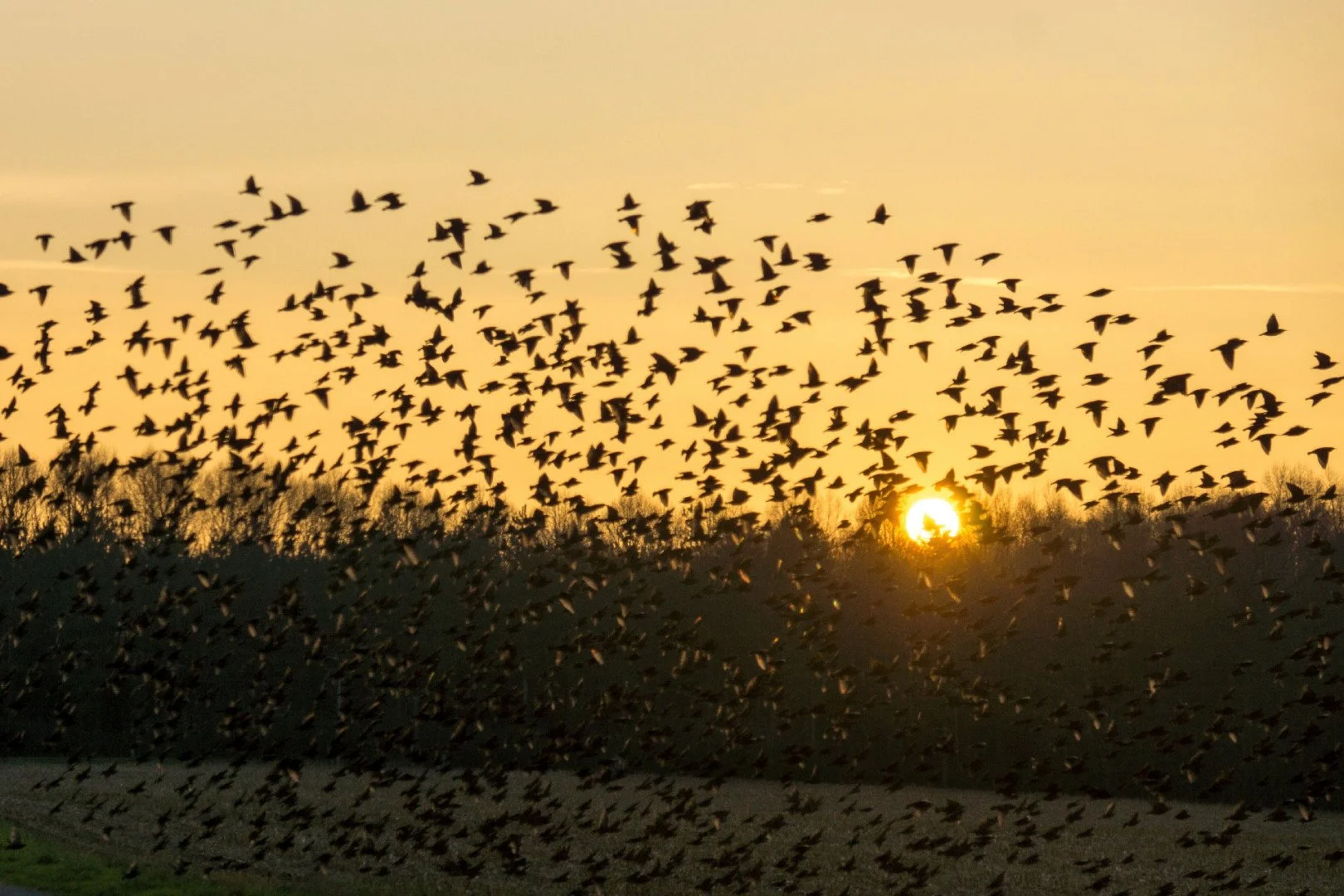 Dernier-vol-avant-le-coucher.jpg