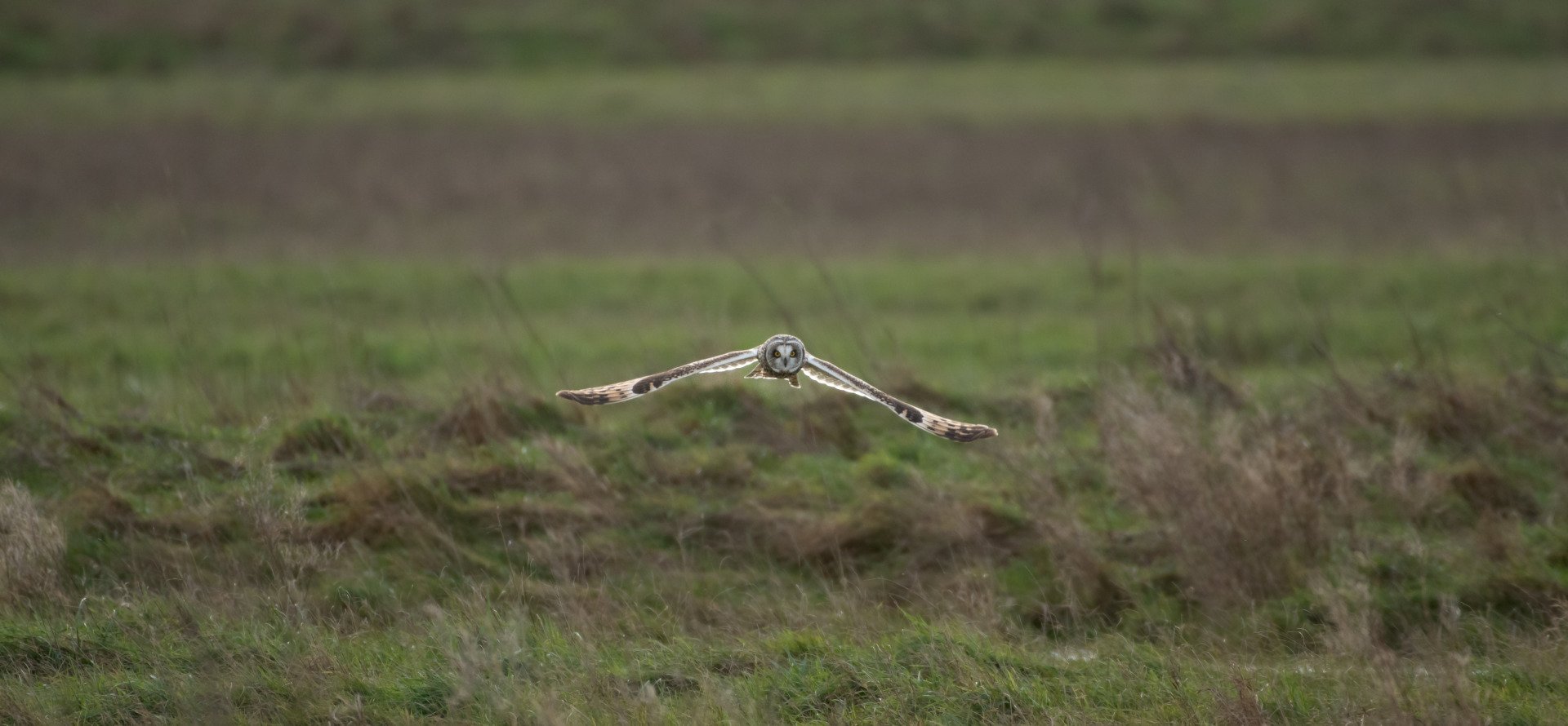 hibou-des-marais-tm01_25.jpg