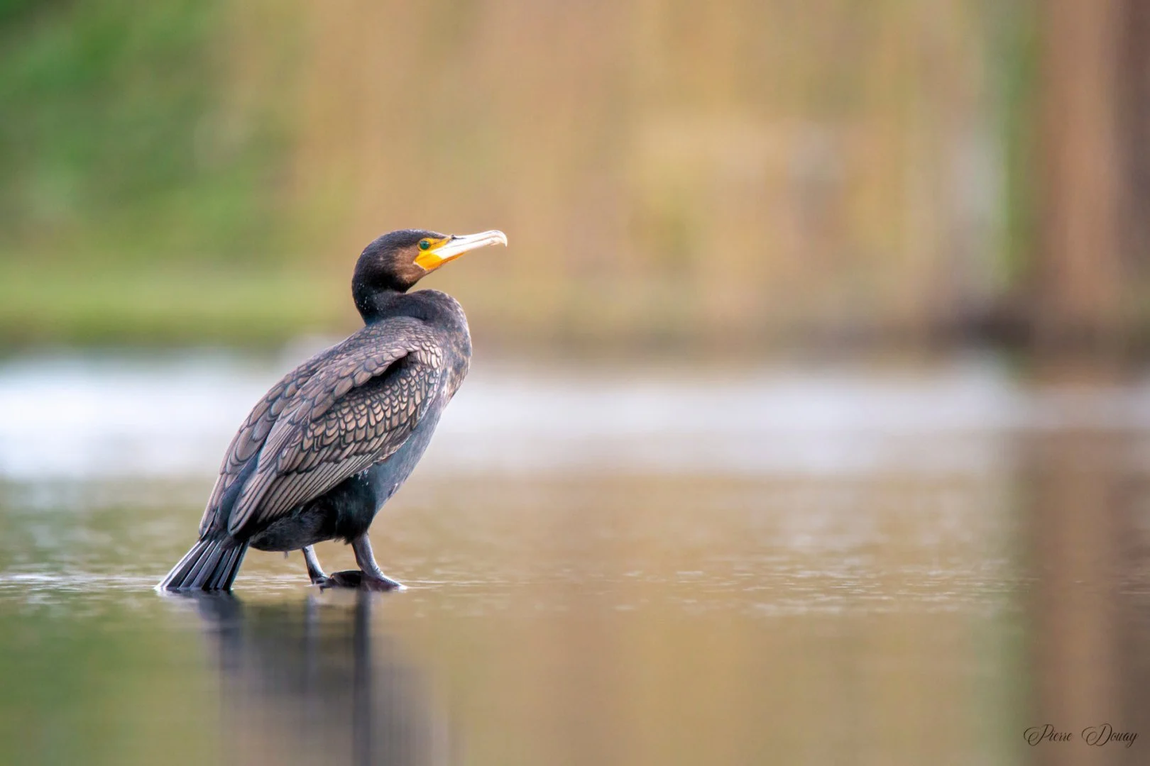 P-D-02-25-13-Cormoran.jpg