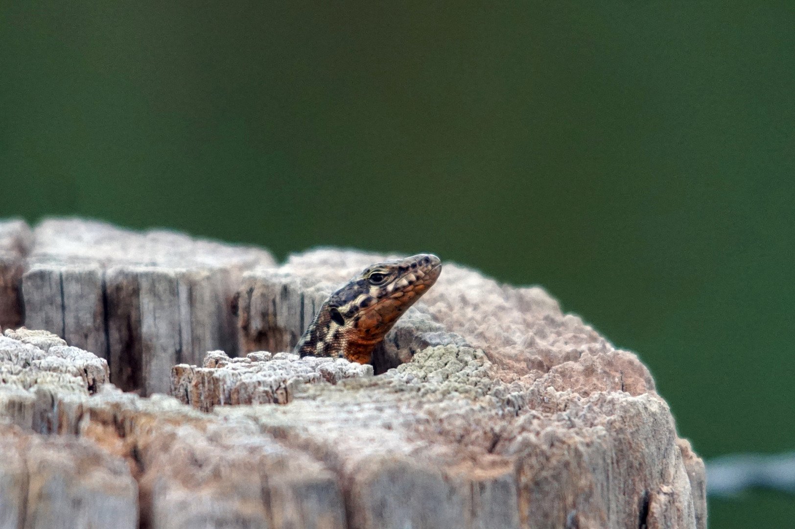 PC-10-24-8-Lezard-des-murailles.jpg