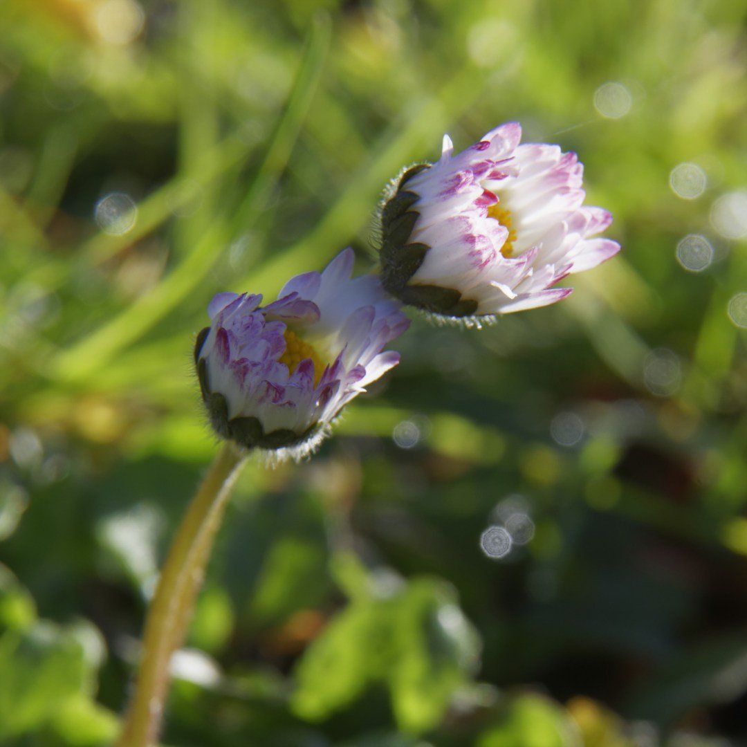 Chailland_Gildas_04.jpg