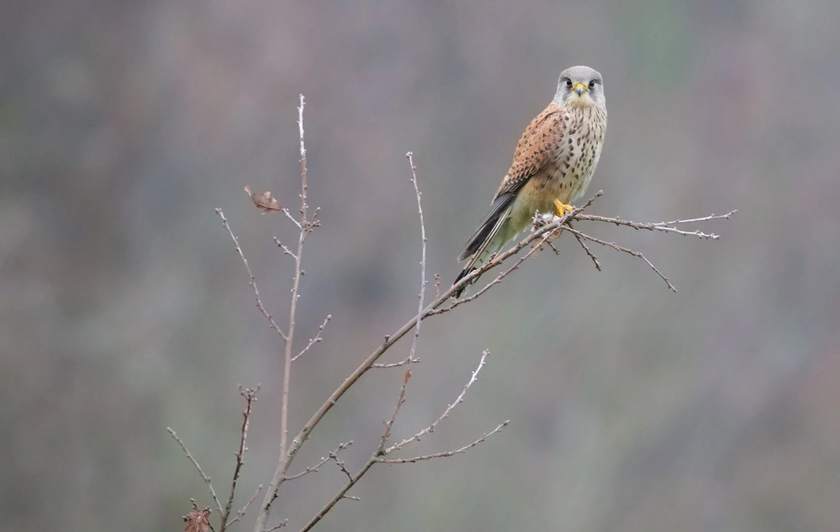 Faucon-crécerelle-.jpg