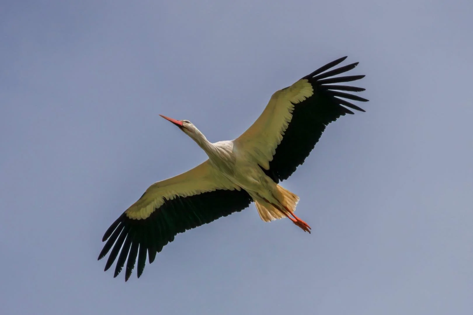 CB-0524-Cygogne-en-vol_1.jpg