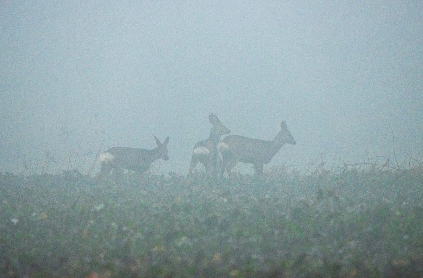 LD-02-23-Chevreuils-dans-la-brume.jpg