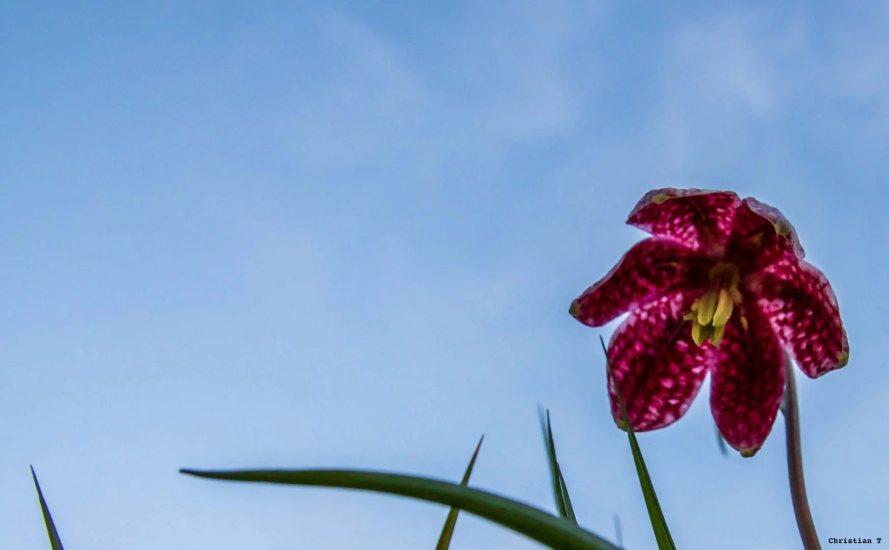 Fritillaires_avril_2021_16.jpg