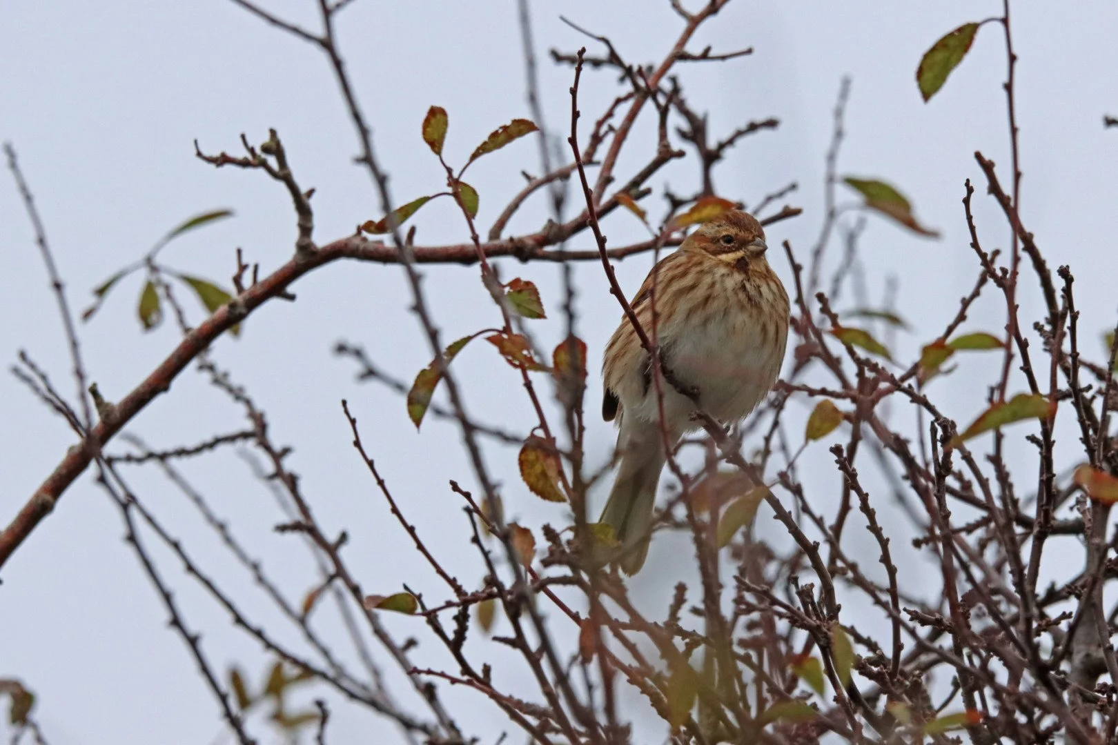 LD-9-1121-Bruant-des-roseaux-F8-1-500eme-600mm-1600iso.jpg