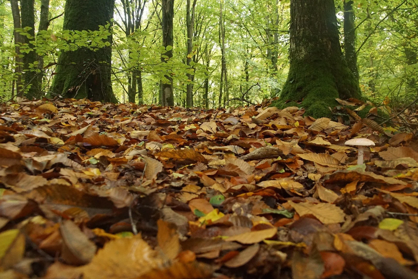 Sous-bois-06.jpg