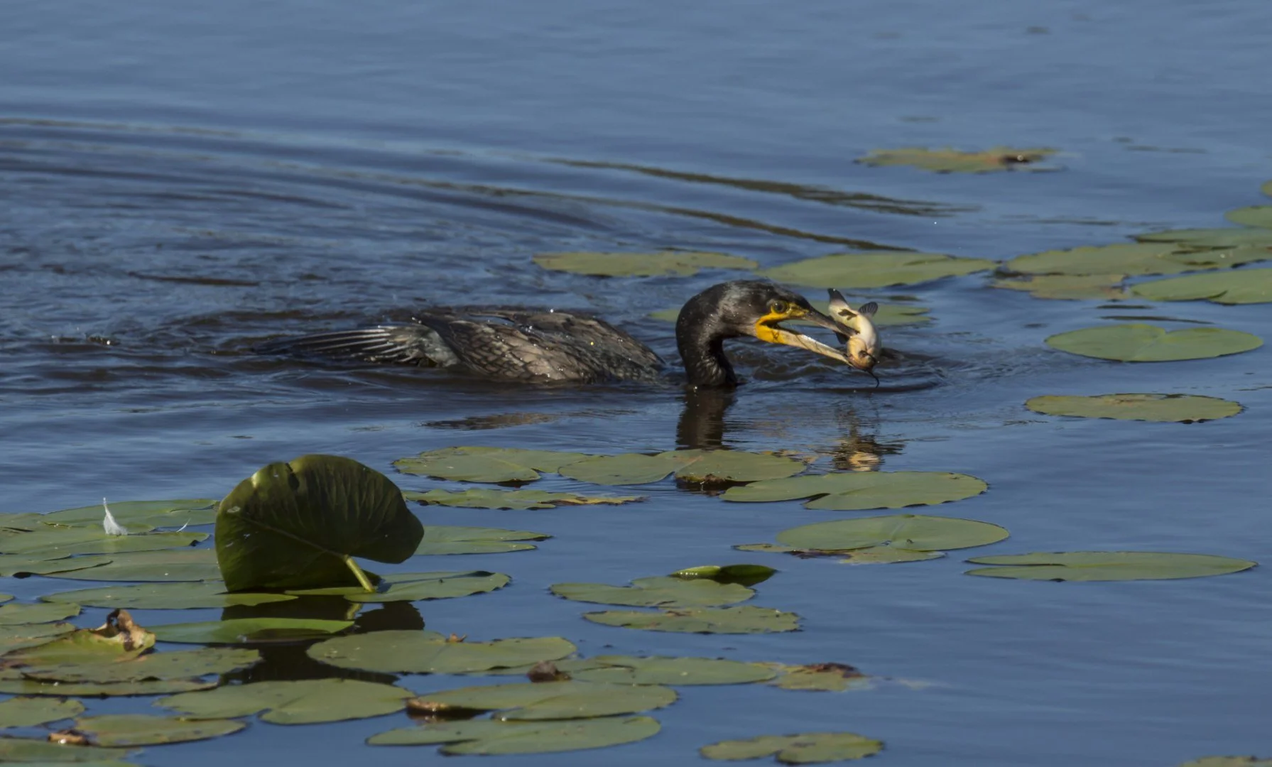 Cormoran_A_La_Peche_F8_1-1600sec_400Iso_460mm.jpg