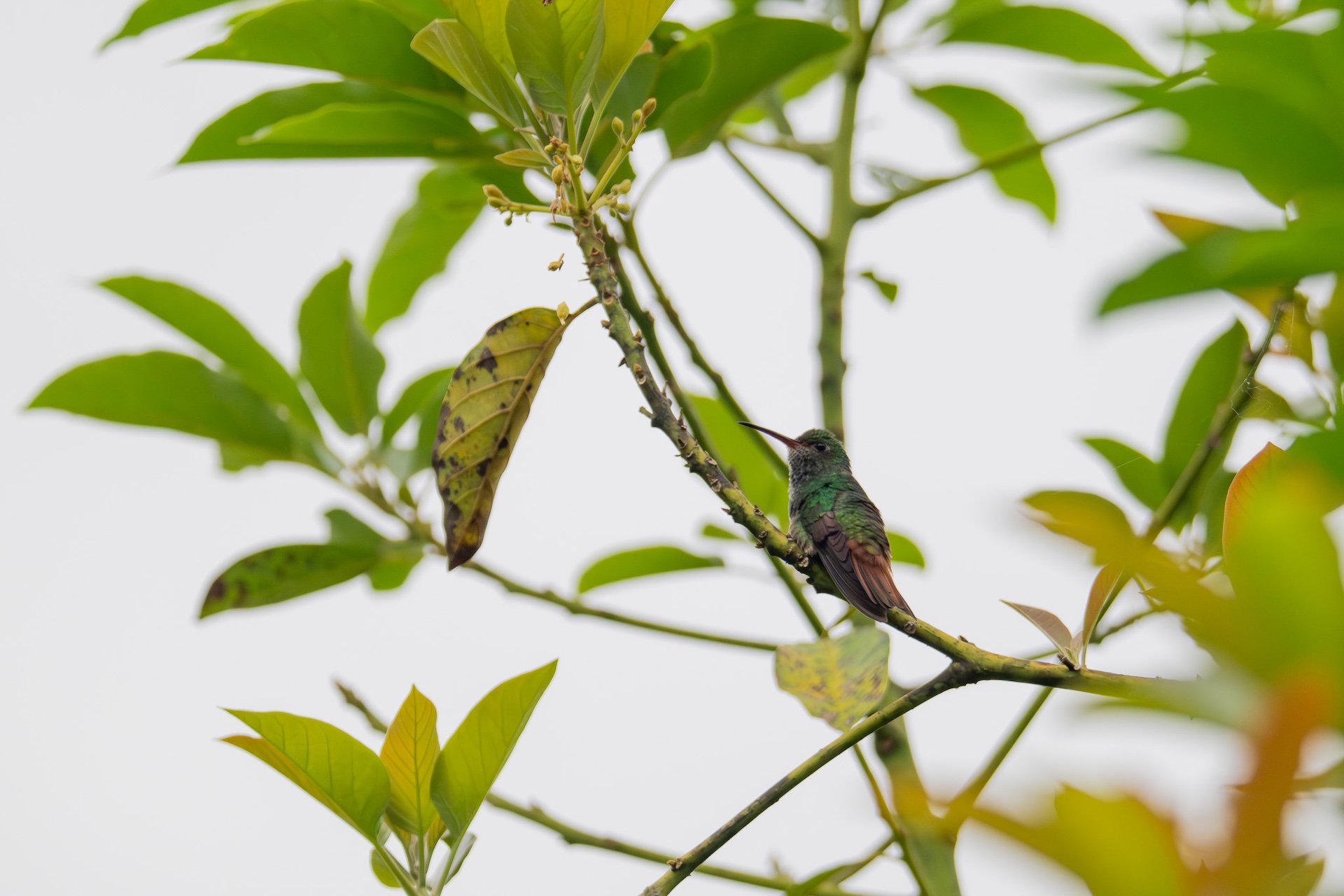 01-04-HM38 Colibri Rufous-tailed Hummingbird DSC_9144.jpg