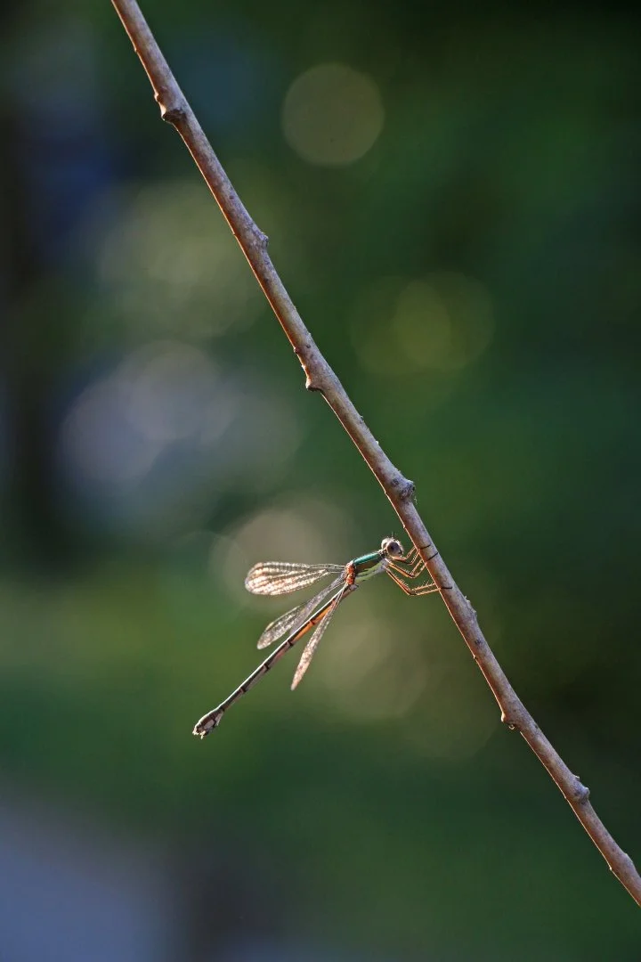 gr.animalier_octobre_2018-15.JPG