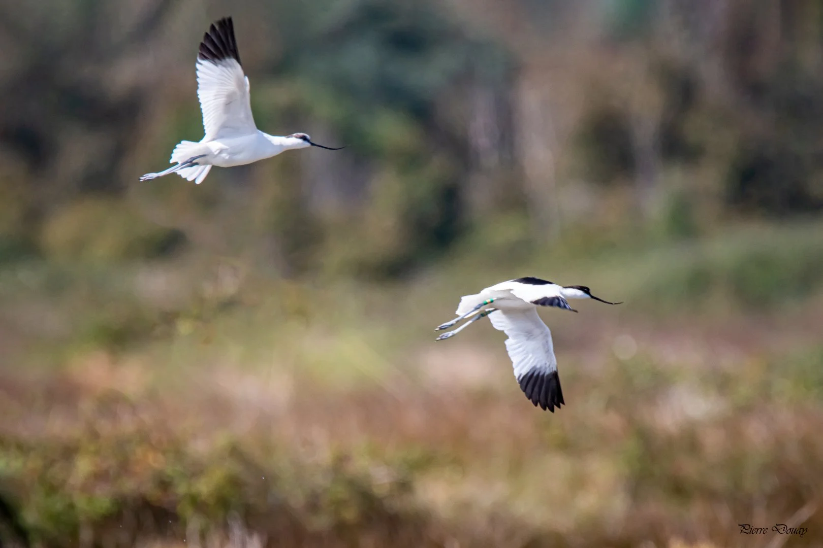 09-25-P-D-Avocettes-elegantes-7.jpg