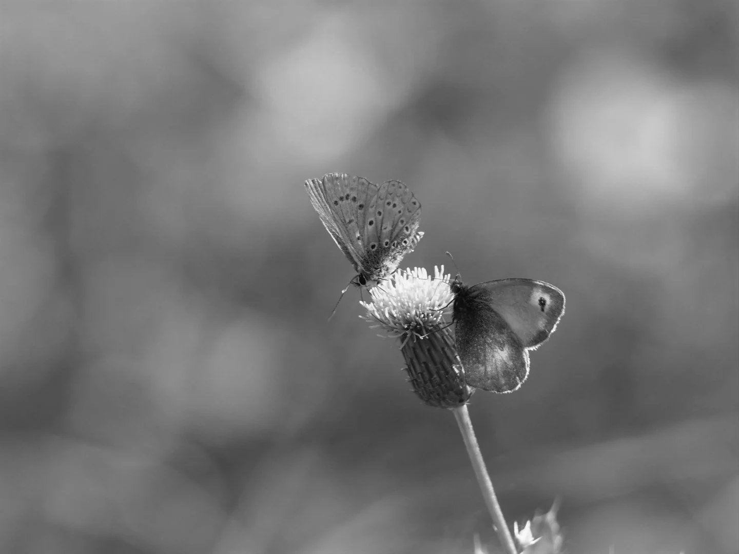 Fleur-et-papillons-.jpg