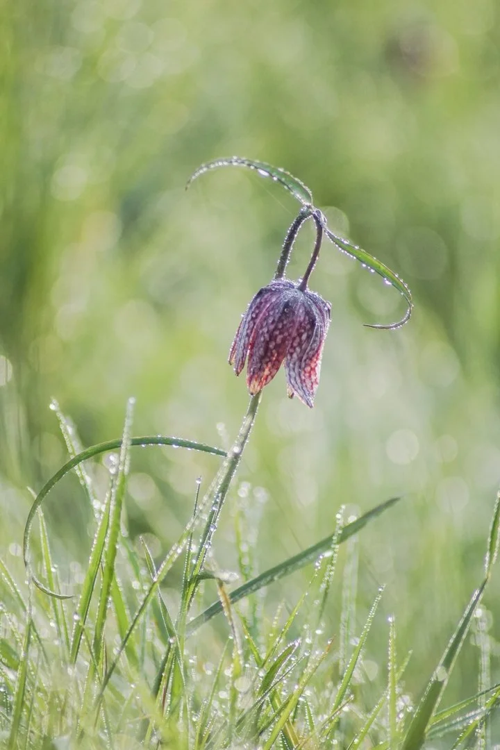 Fritillaires-2019-15.JPG