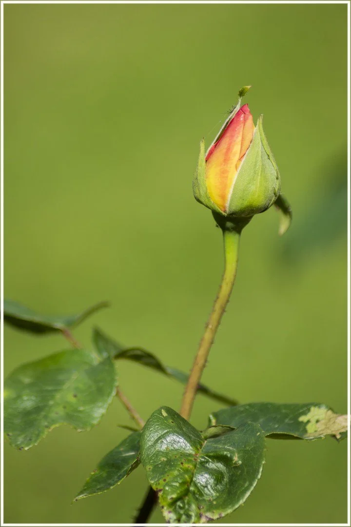 Roses-18.jpg