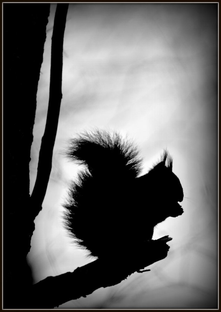 Contre-jour-.jpg