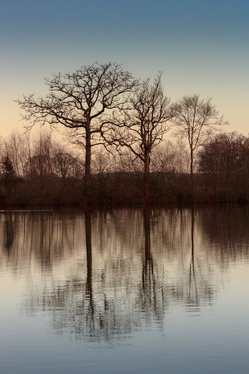2-3-arbres.jpg