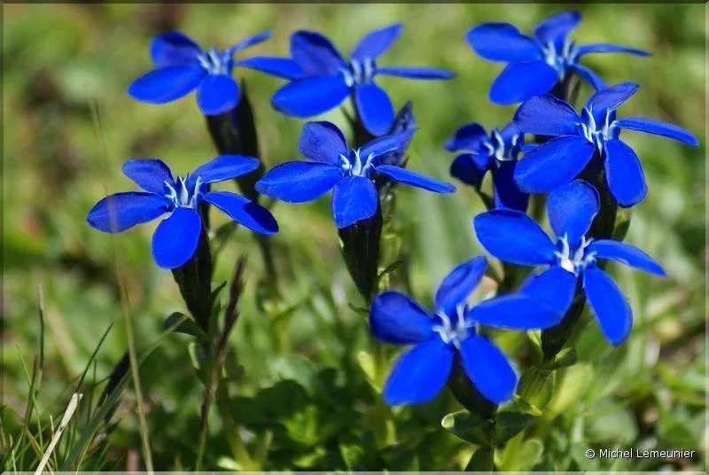 Fleurs des Alpes