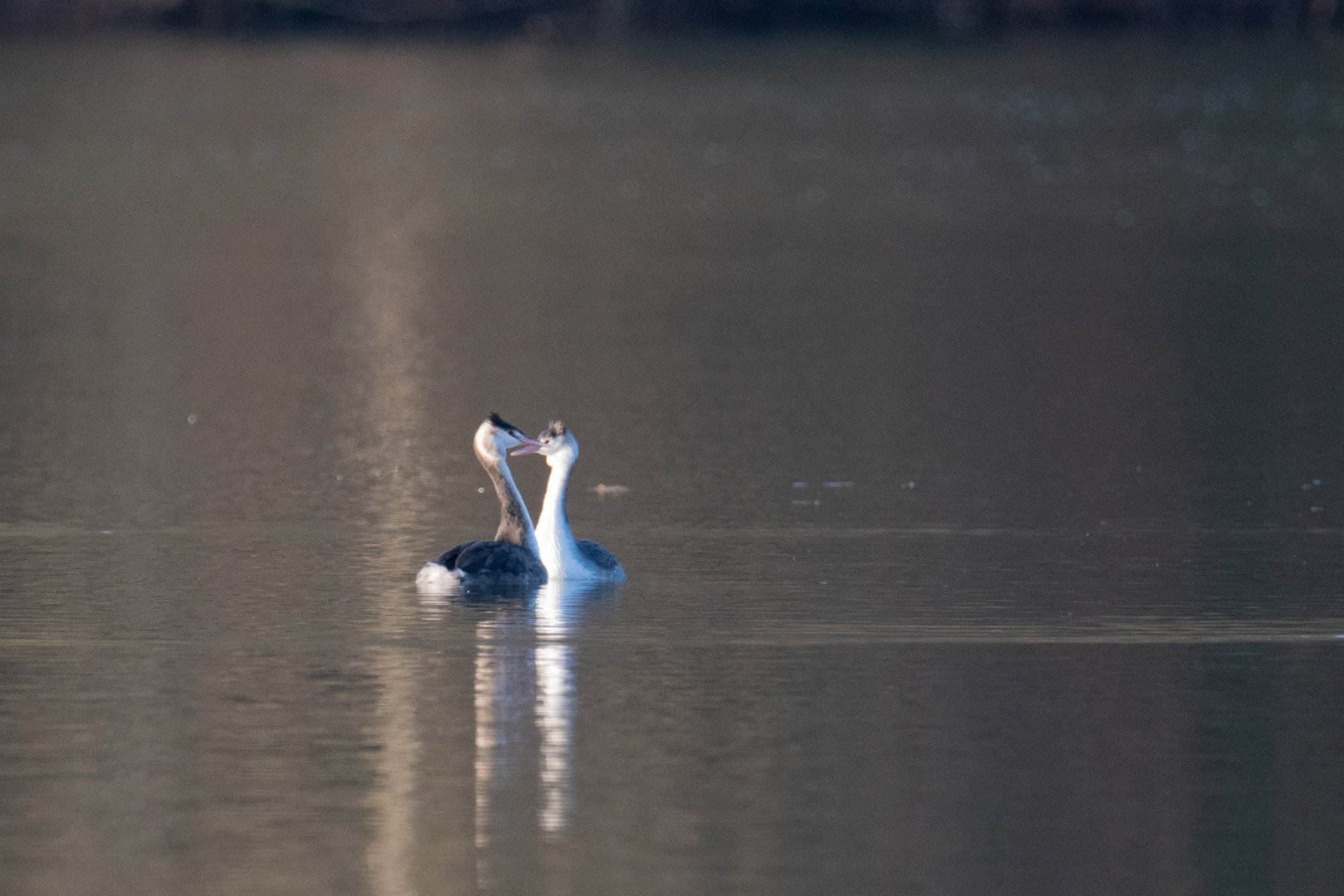 HM-Grebe-huppe-Mod-600mm-S-Vit1600s-f6.3-ISO1600-Change-DSC_6661_2.jpg