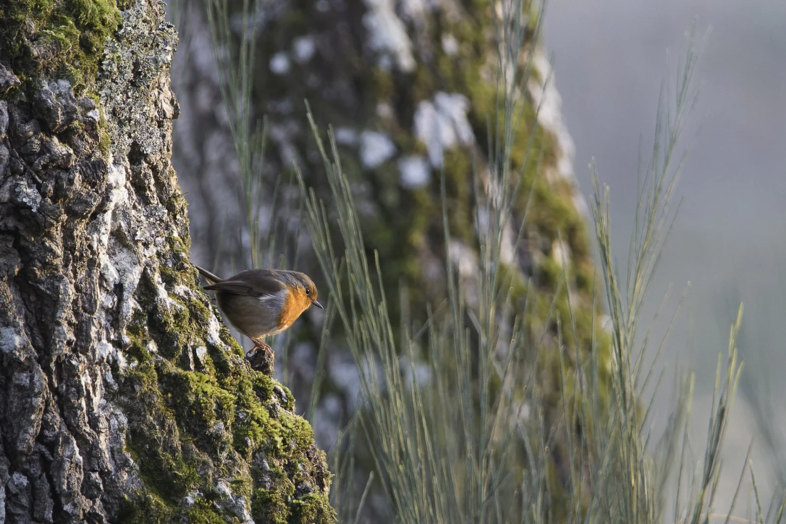 pf_01_22-Rouge-gorge-1_200s-f6_3-600mm-ISO25001.jpg