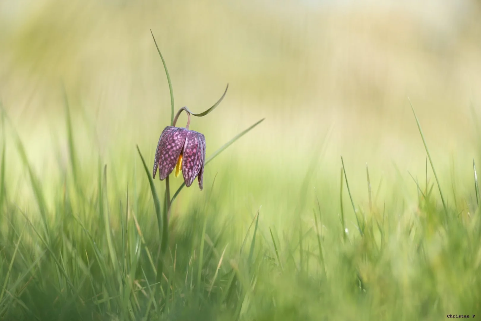 Fritillaires_avril_2021_12.jpg