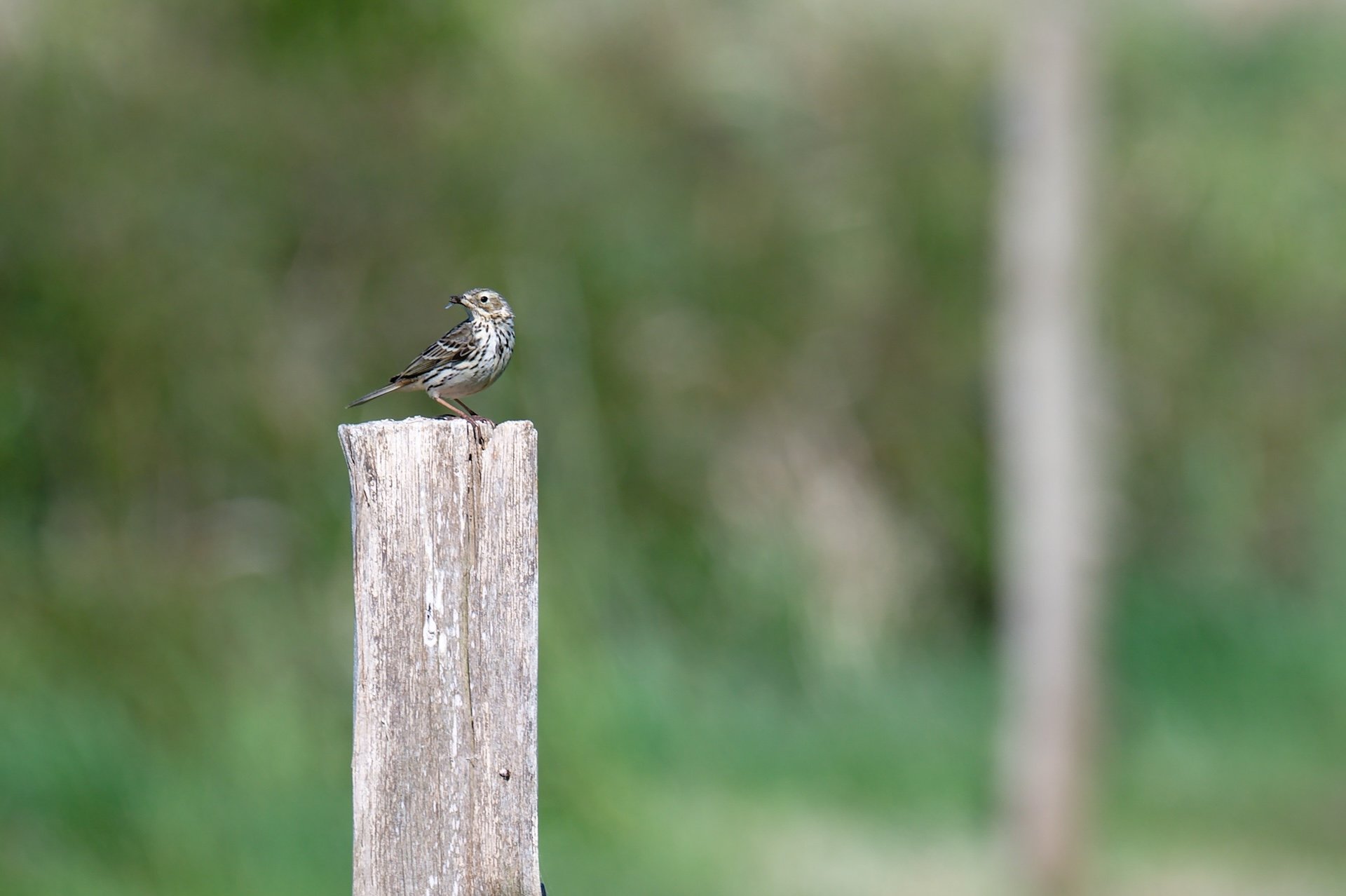 Pipit_Farlouse.jpg