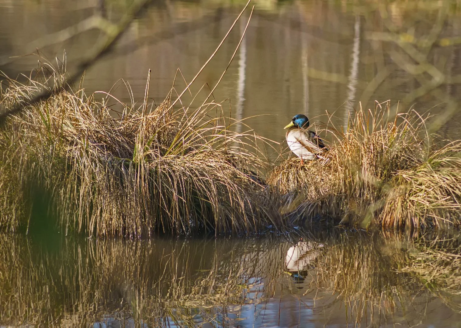 canard-colvert-.jpg