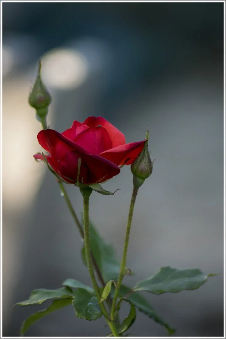 Roses-13.jpg