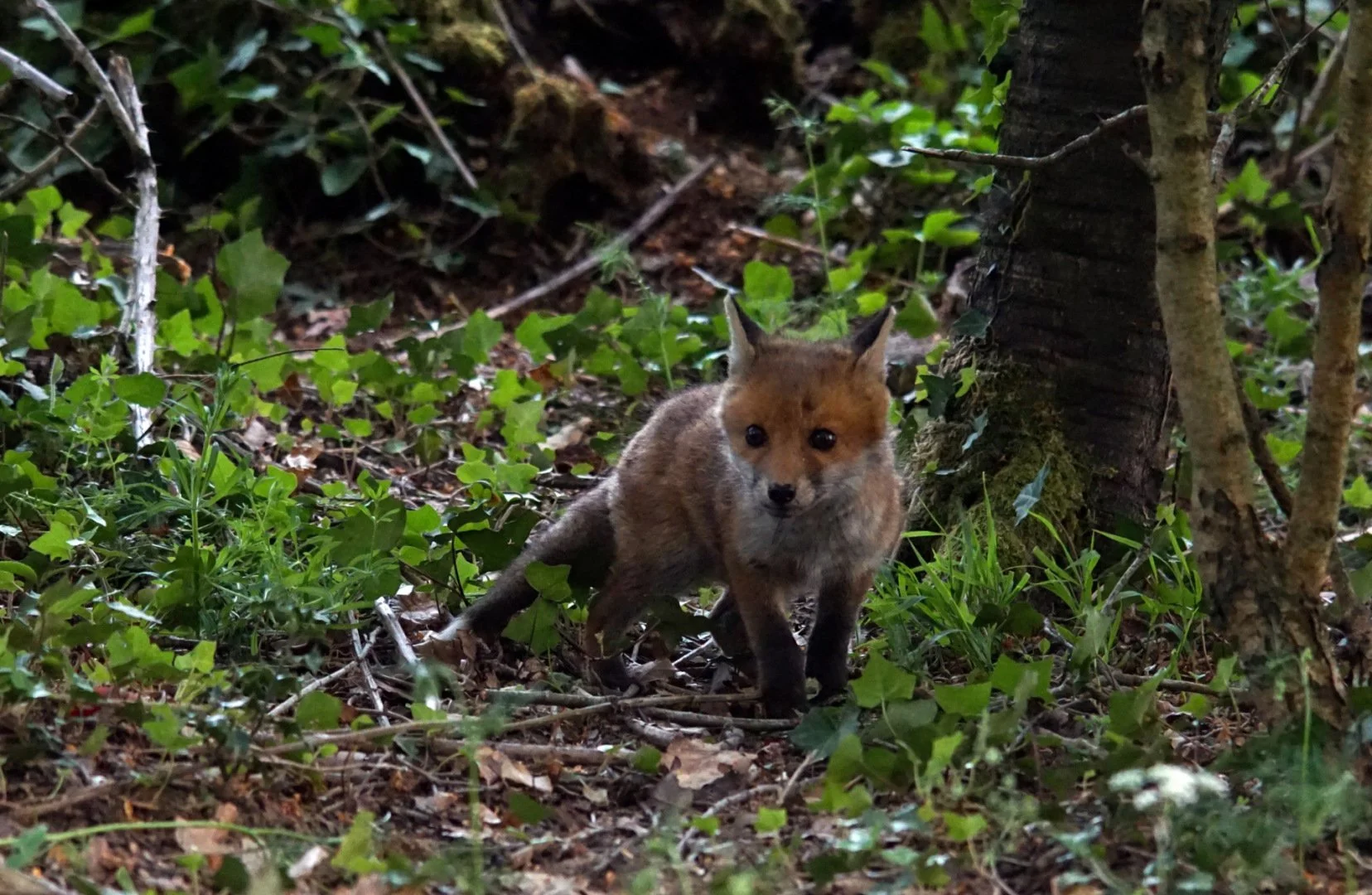 Renard-30.jpg