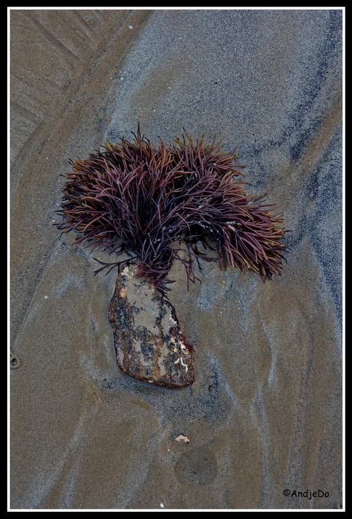20ParamePlage.jpg
