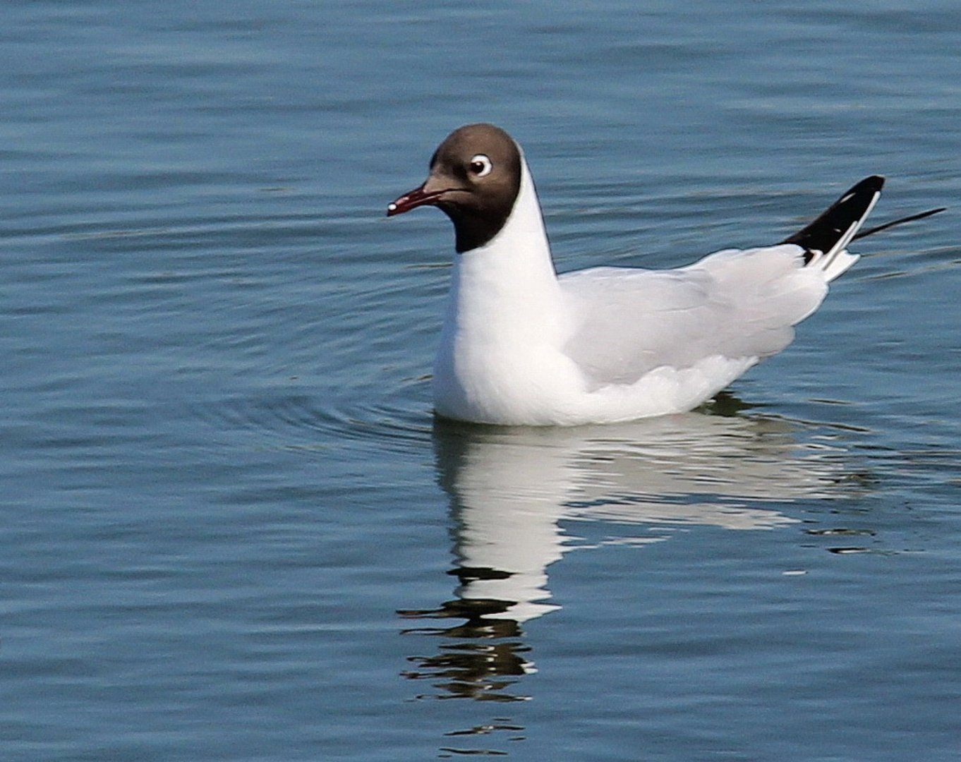 Mouette-Rieuse.jpg