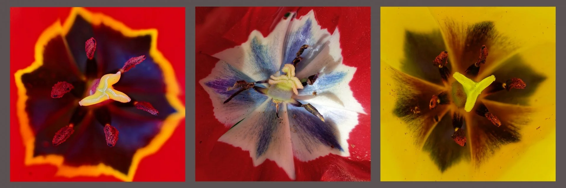 Intimité-des-tulipes.jpg