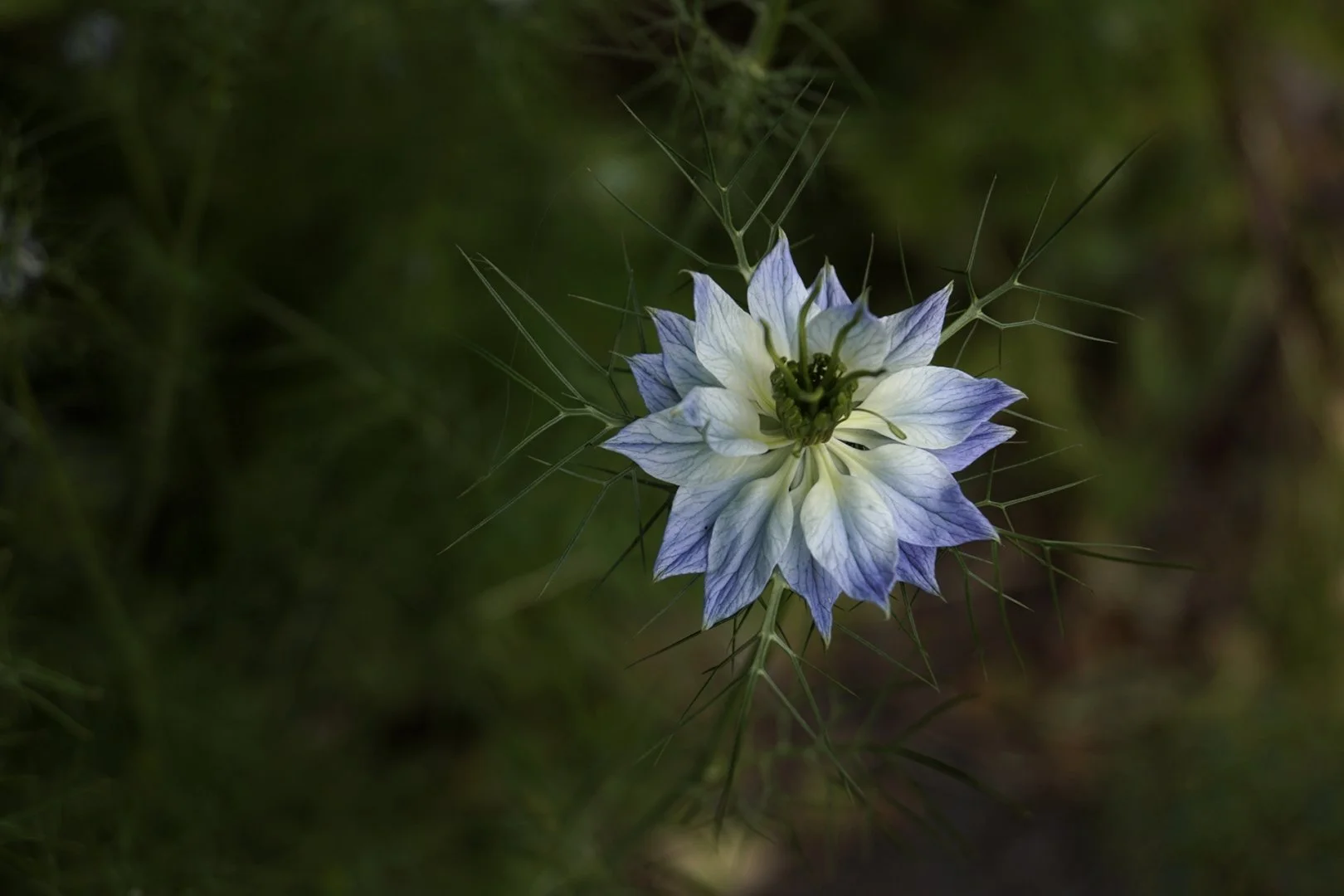 Nigelle-dEspagne.JPG