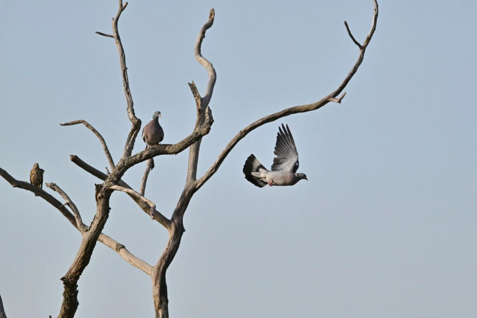 HM-Pigeon-Mod-600mm-S-Vit2500s-f6.3-ISO500-Change-DSC_4182.jpg