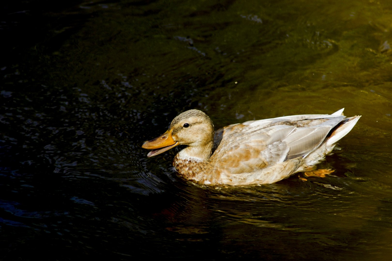 gr.animalier_octobre_2018-27.JPG