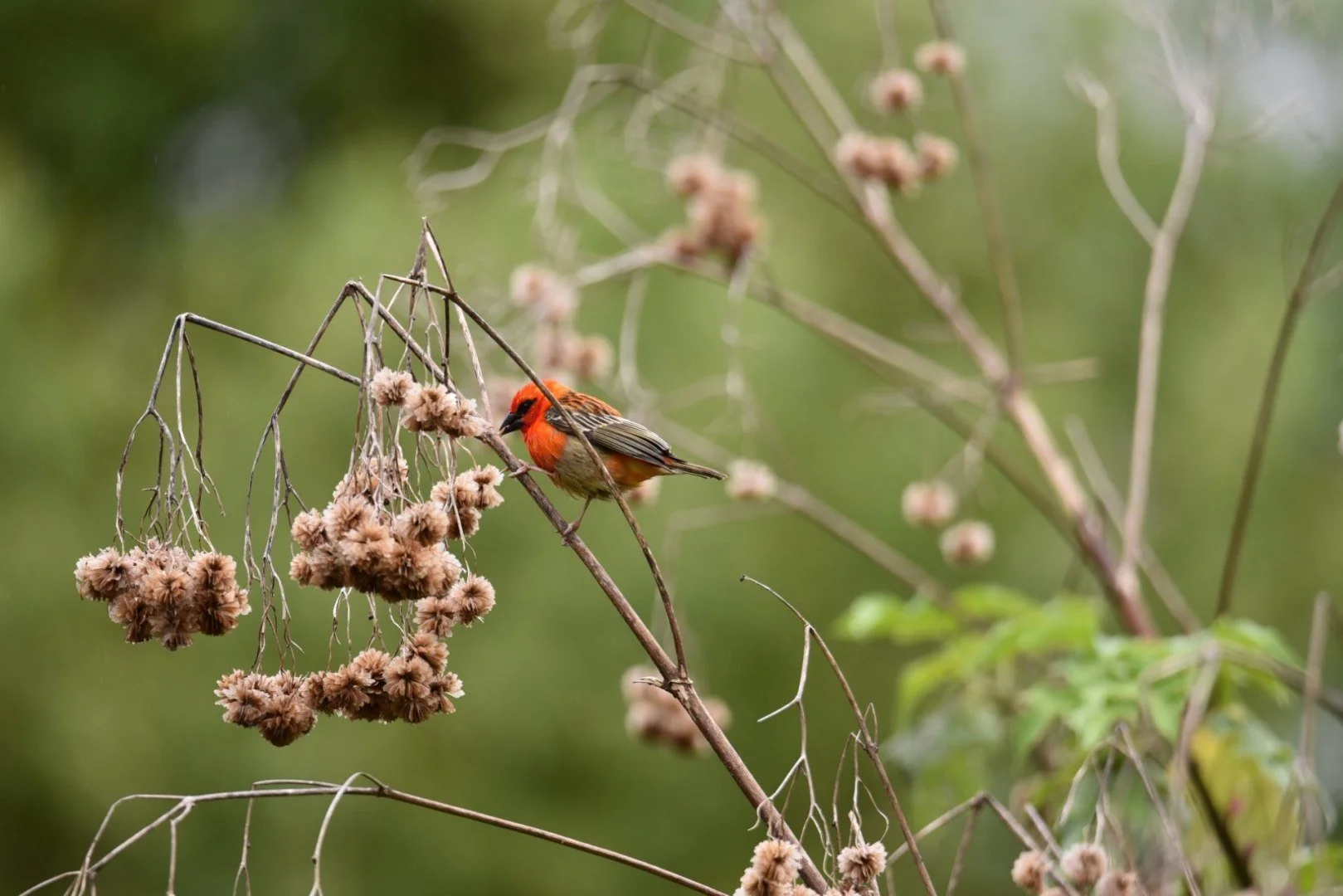 HM-Cardinal-Mod-500mm-S-Vit400s-f6.3-ISO-250-Salazie-DSC_1654.jpg