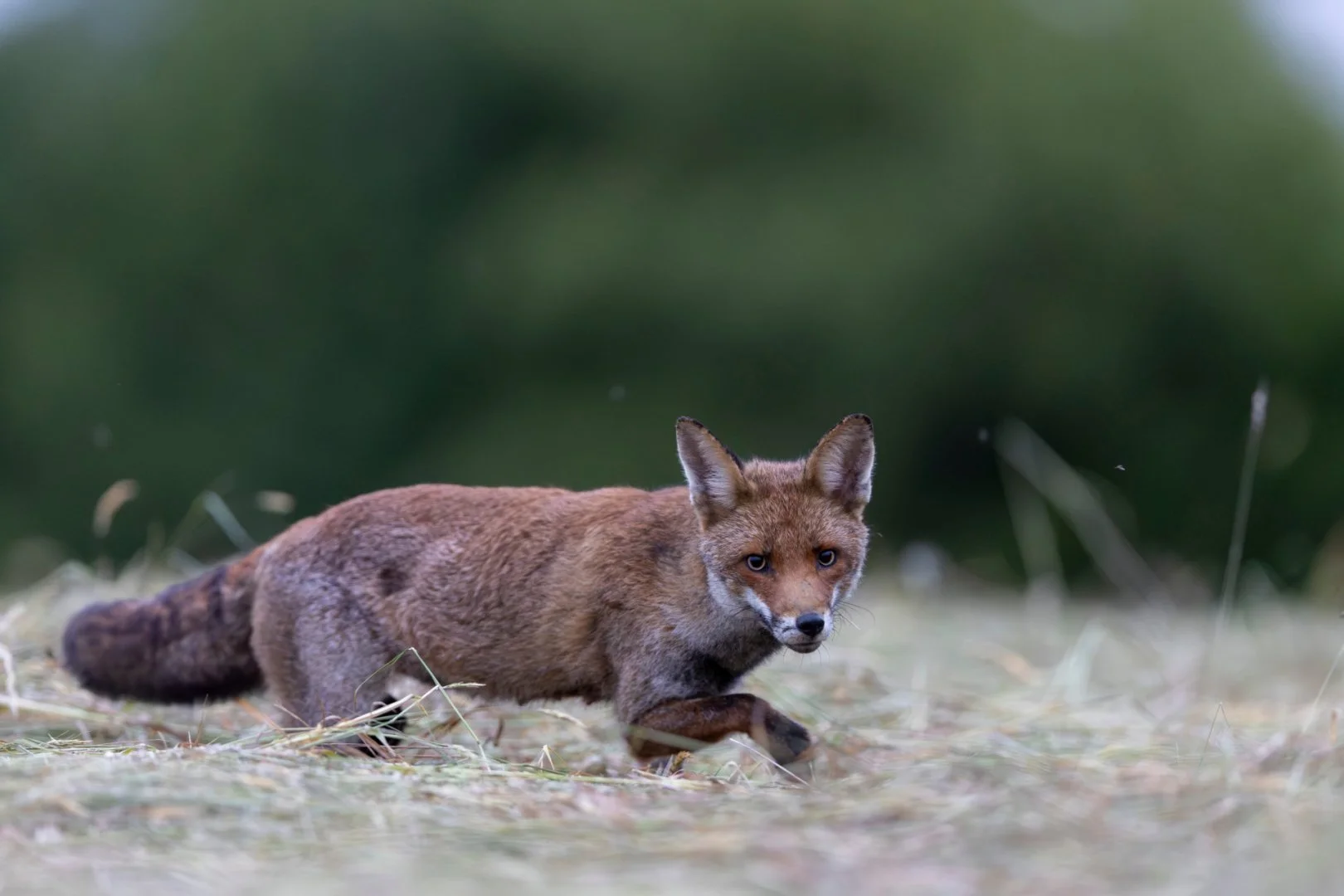 RG_0525_Renard06.jpg
