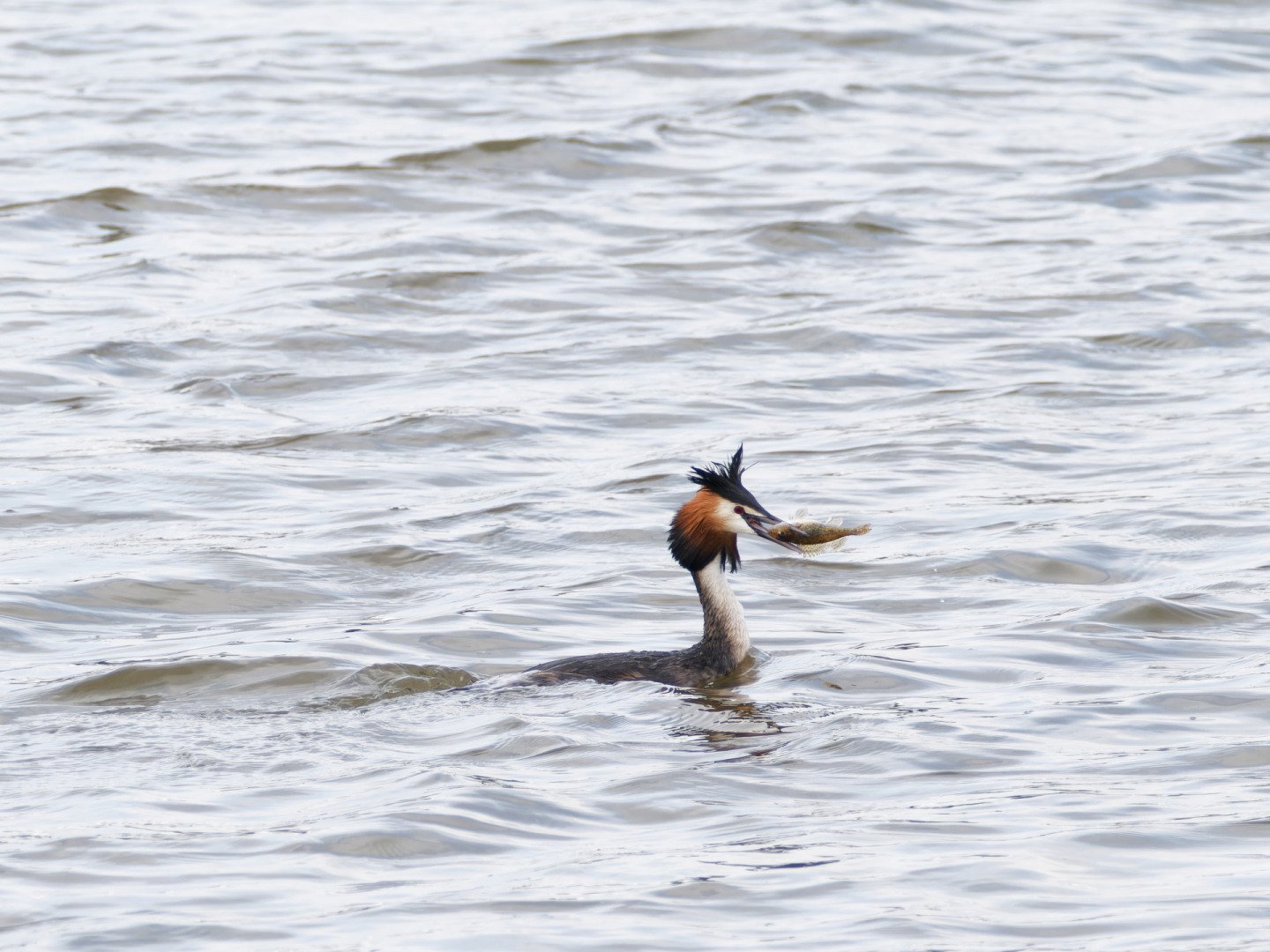 JV-Mars-2024-Grebe-huppe-P3200552_DxO-3.jpg