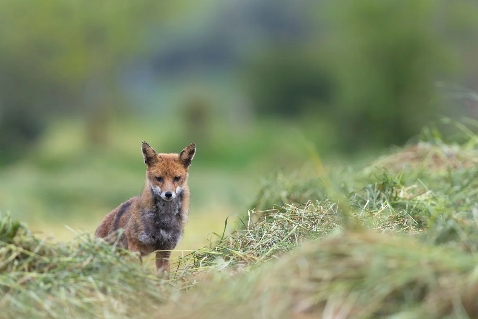 RG_0424_renard06.jpg