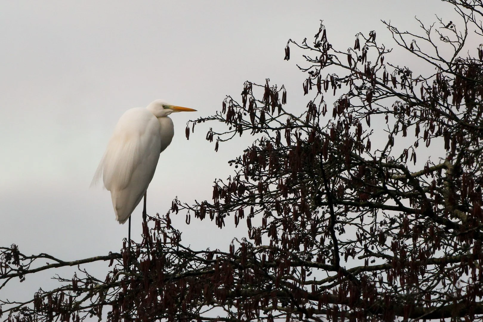 Heron-blanc.jpg